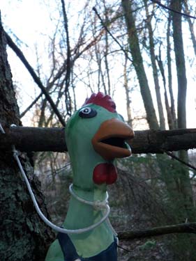 Detta är den välbekanta finfjädrade rödkammade grönskrikan, vanligt förekommande i Hisingens artrika skogar.