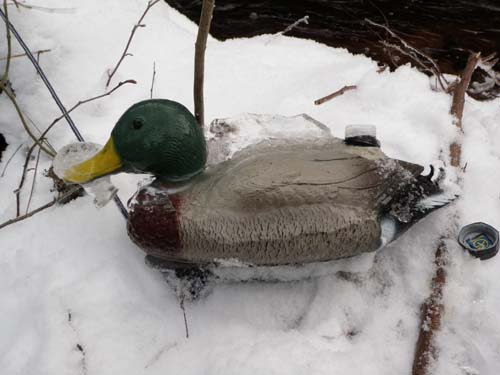 Andlig spis på turen! Denna gräshand led svårt av istappar i fjädrarna!