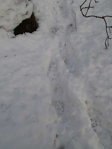 Och vilken art är detta?