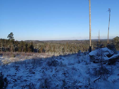 Här har skogsmaskinerna jobbat hårt.