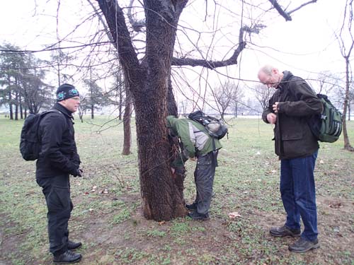 Är detta möjligen andra burken i Serbien? Eller är det den botaniskt intresserade Ingabo som försöker att tränga in i trädens hemligheter?