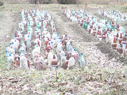 Titta - här fick vi lära oss varifrån PET flaskor kommer, de odlas i Rumänien!