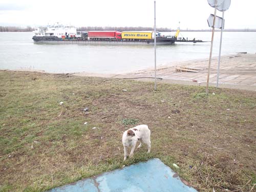 Hundarna vid färjan var många och tiggde mat av alla som väntade på transporten.