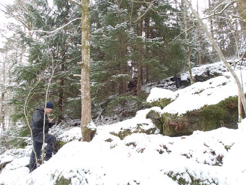 Finns det några fåglar i skogen?