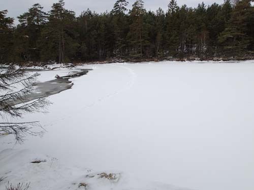 Är det rävspår som syns ute på isen tro?