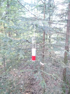 Vad är det som hänger i trädet bredvid cachen?