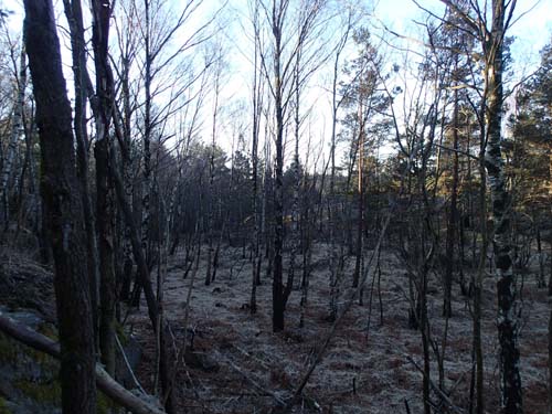 Mossmarken är ännu djupfrusen! Här är annars jaktmark för tusentals fästingar och en och annan orm.