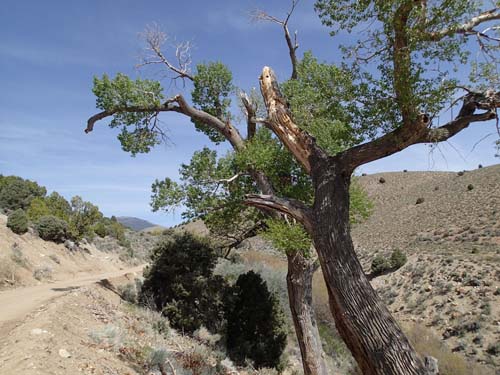 Till vår stora förvåning fanns här även stora träd!