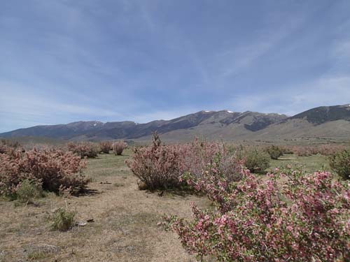 Mycket vackert med blommande buskar och de höga bergen i fjärran.