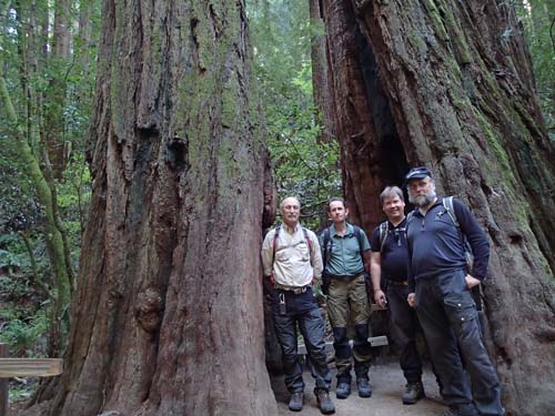 Som myror under träden!