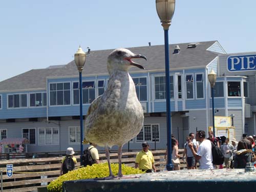 ... vaktar cachen(!)