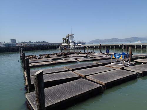 Sjölejonen har placerat sig vid en Webcamcache, men den var ur funktion när vi var där. Det var förmodligen därför det var så många sjölejon där. De väntade på att cachen skulle bli aktiv igen.