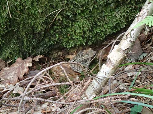 En groda bevakade cachen!