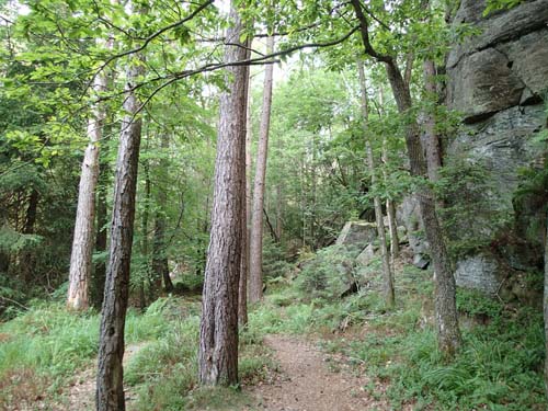 Skogsmarken kring cachen.