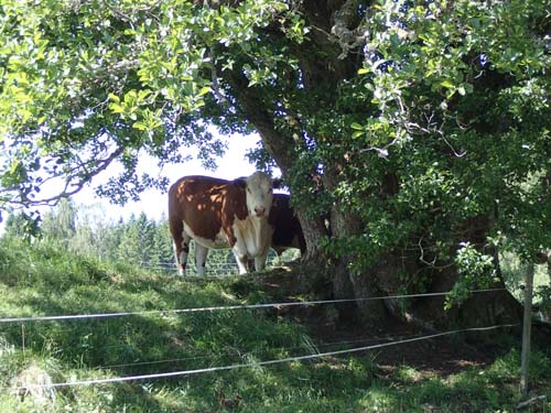 Jag var glad att cachen inte satt i baken på detta lilla djur...