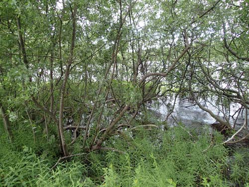 Blött i kärret idag.