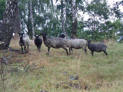 Traktens svarta får...