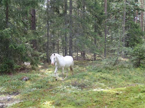Vilda hästar i skogen!