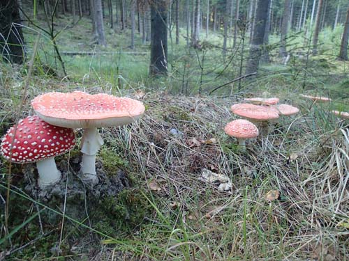 Det finns riktiga läckerbitar ute i skogen....