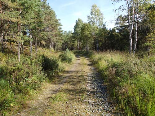 Skogsväg