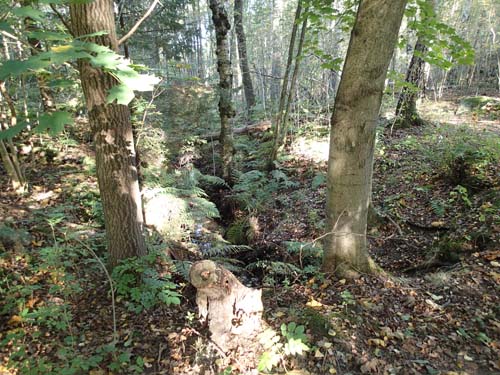 Kanalen liknar en vanlig skogsbäck men är grävd av människan för att föra bort vattnet från Gunla mosse.