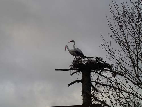 Stork