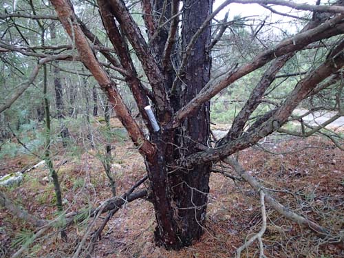 Hängande i träd, det gillar man när marken är blöt och extremt lerig.