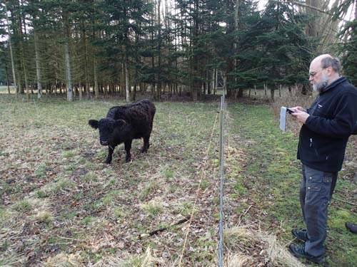 Tjurig typ och Ingabo