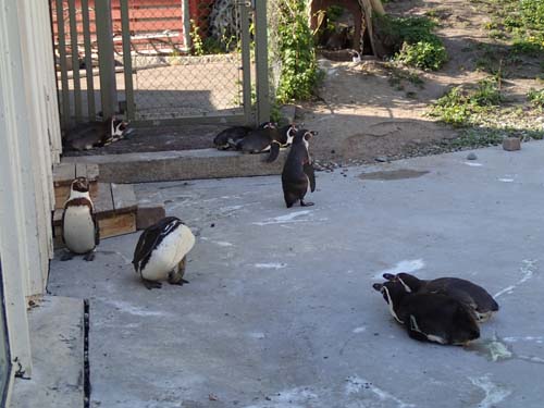 Eventet kan börja, här syns Hallén på magen, bgr01 spankulerar kring lite längre bort och Ragge1 ser ut att rugga....