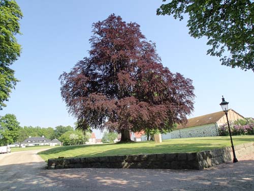 Parken vid Trollenäs