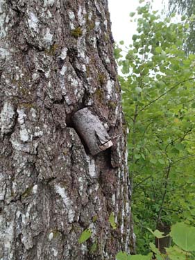 Burkarna kunde smälta väl ihop med omgivningen.