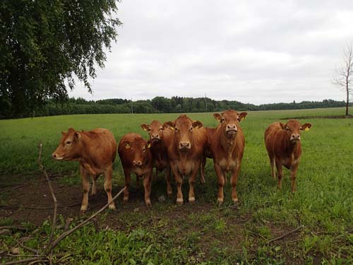 En grupp nyfikna mugglare!