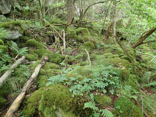 Husgrunden, täckt av mossa, är allt som finns kvar av torpet Björnåsslätt.