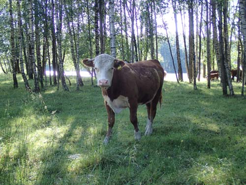 Nyfiken, men lite rädd för Hallén var allt den unge tjuren...