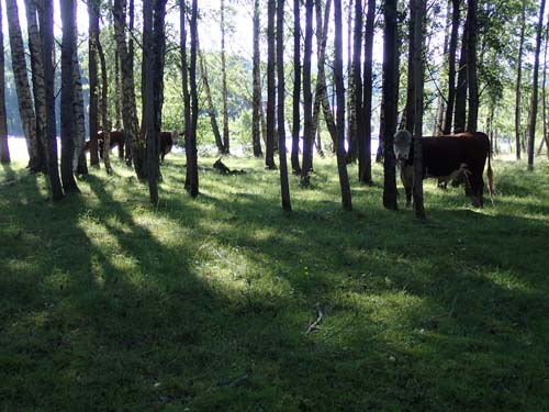 Hej! Vem är du sa....