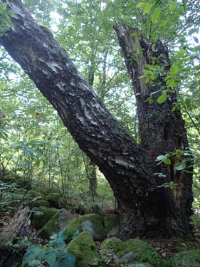 Lite lätt klättring, som till och med Hallén klarade av!