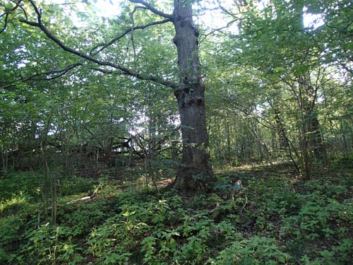 Träden är många och här döljer sig en klurig hemlighet!