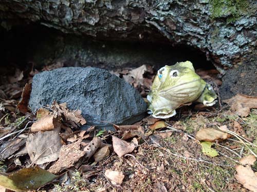 En sten och en groda, vem skall bli kvar och vem skall bort?