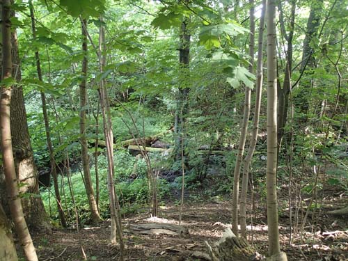 I den fridfulla dalen ställer mugglarna till med problem!