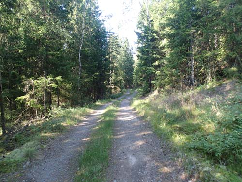 Skogsväg