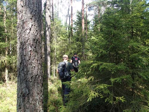 Ute på skogspromenad?