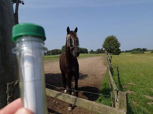 Detta är en cache - sa jag till hästen - som såg ut som ett levande frågetecken!