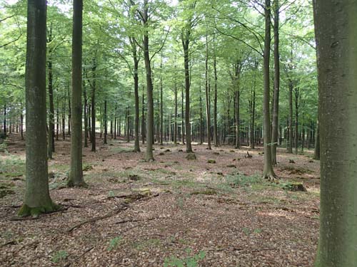 Bok vid bok - ett riktigt bibliotek!