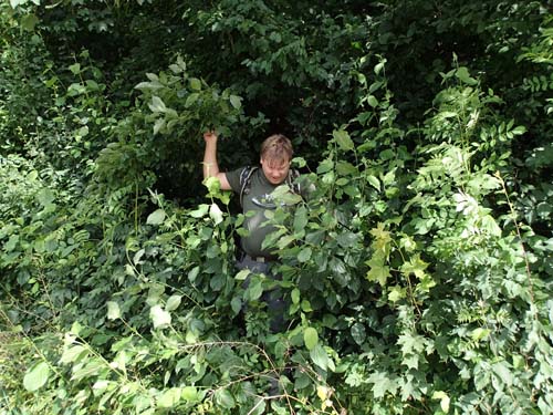 Djungel - nej en nästan helt vanlig citycache...