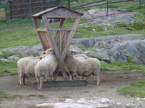 Det är gott om fårskallar i denna trakt....