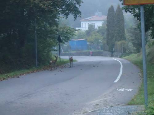 Råa-djur på Gamla Boråsvägen.