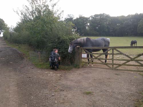 TMR68 antastas av en häst vid loggning av burken.