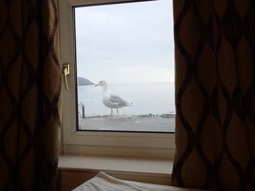 Varje morgon kom denna mås för att studera vår tillfälliga geocachingbas!