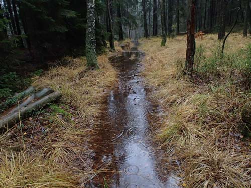 Bäck eller stig? Inte alltid lätt att avgöra det idag, men detta är en stig...