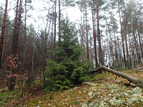 Detta exemplar stod inte i stugan utan i skogen.